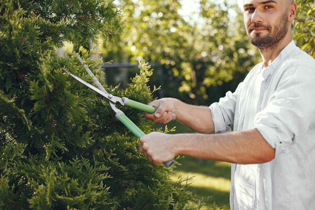 Best Tree Trimming Near Me  in Larksville, PA